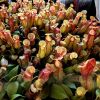 Przykladowe oferowane sztuki/ egzemplary plants 